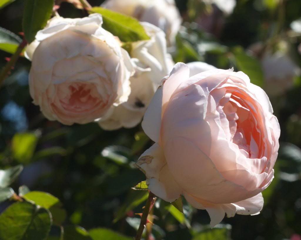 Queen Nefertiti photo QueenNefertiti_zpsad143cea.jpg